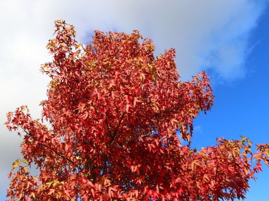 Клен ликвидамбр