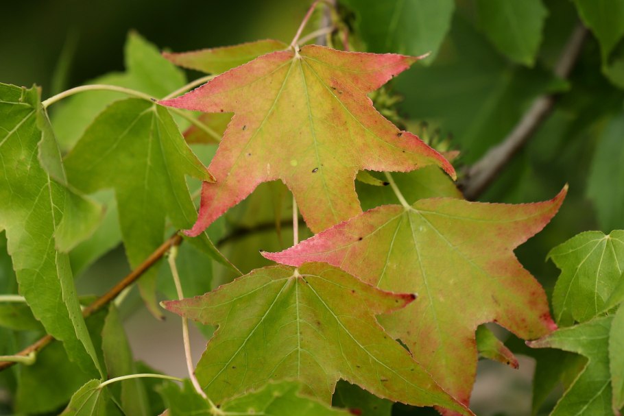 Шишки ликвидамбра