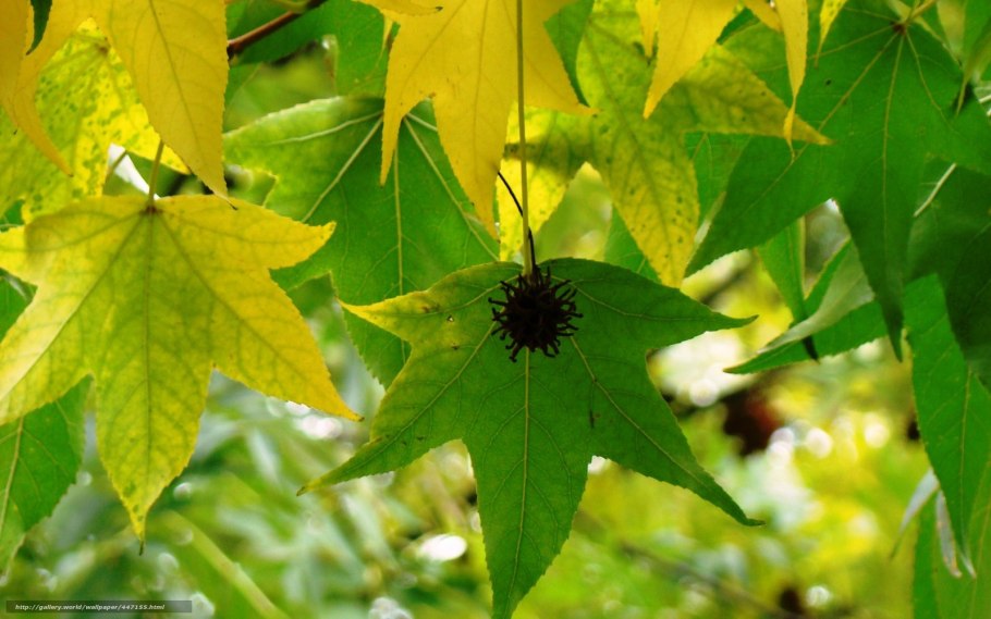 Ликвидамбар смолоносный шишки