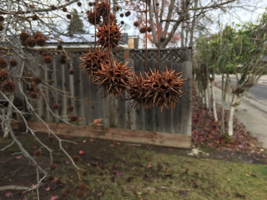 Ликвидамбар смолоносный плоды