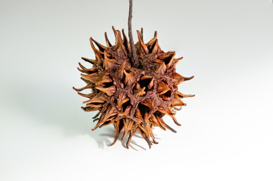 Ликвидамбар лист