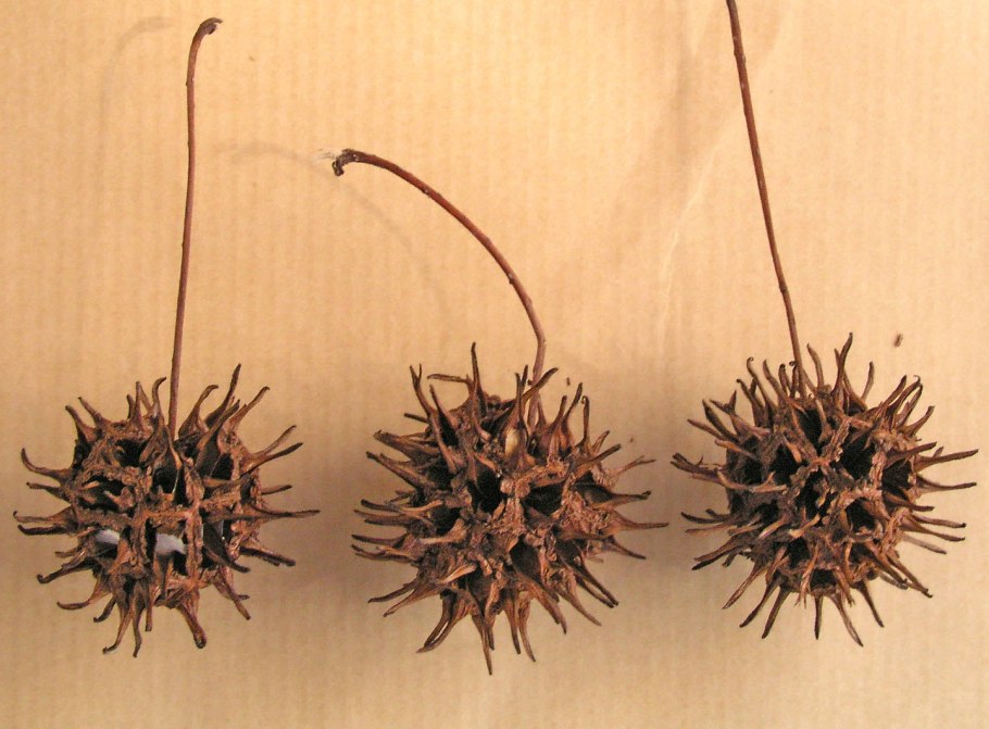 Ликвидамбар сухоцвет