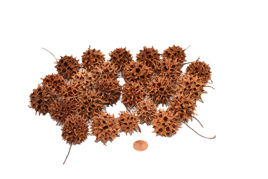 Ликвидамбар формозский