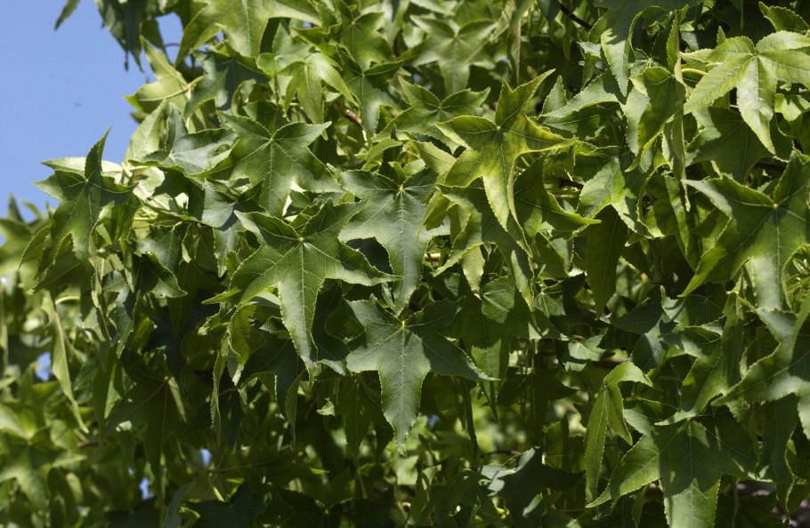 Шишки клена ликвидамбар