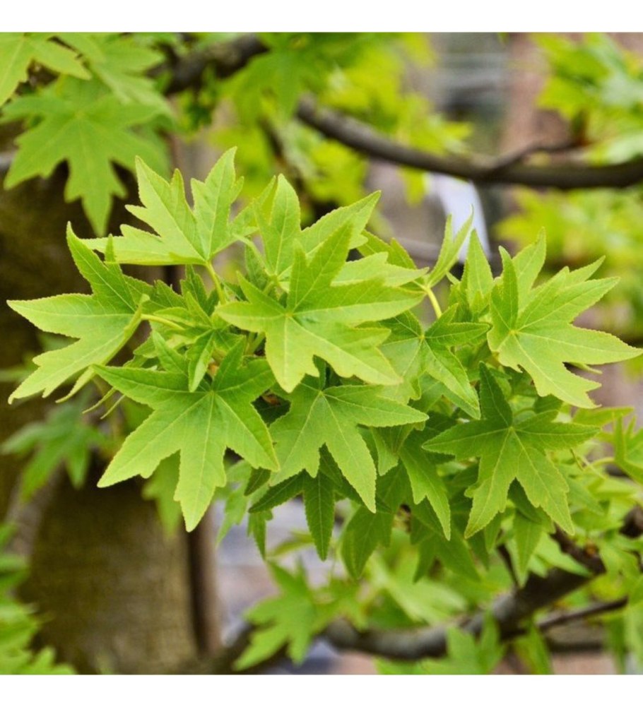 Ликвидамбар смолоносный