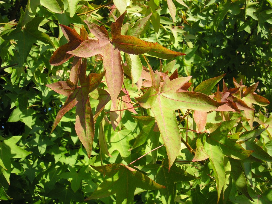 Шишки клена ликвидамбар