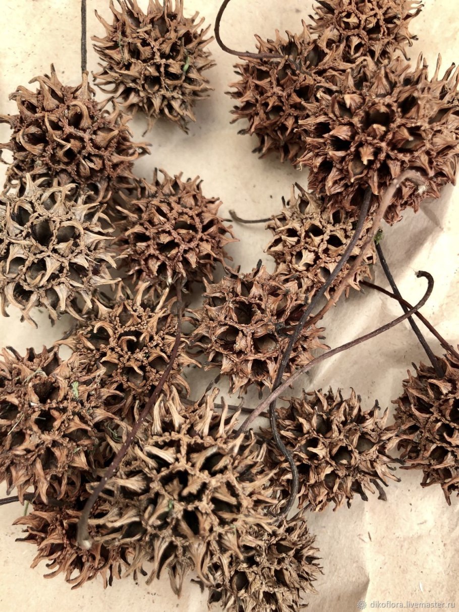 Ликвидамбар смолоносный шишки