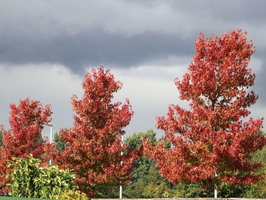 Шишки клена ликвидамбар