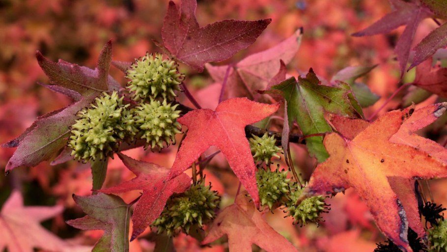 Ликвидамбар смолоносный шишки