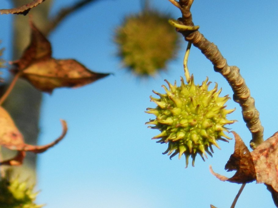 Ликвидамбр дерево