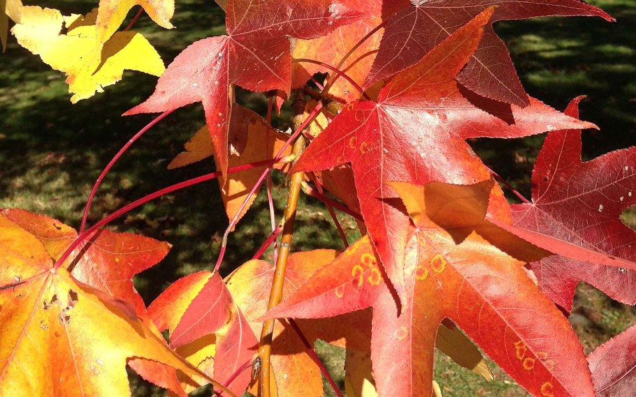 Клен ликвидамбр