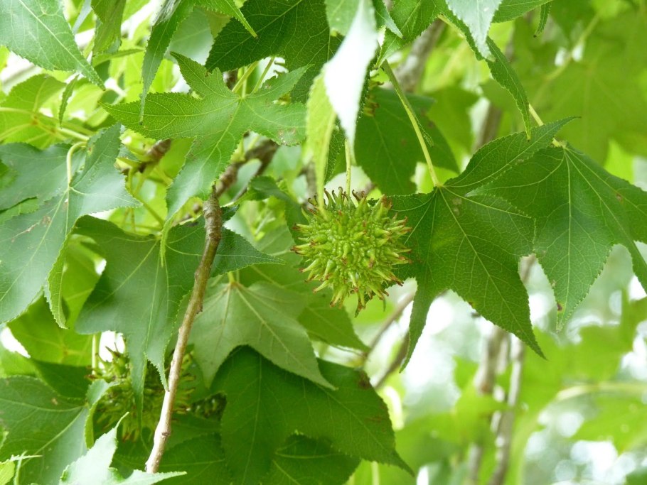 Sweetgum растение