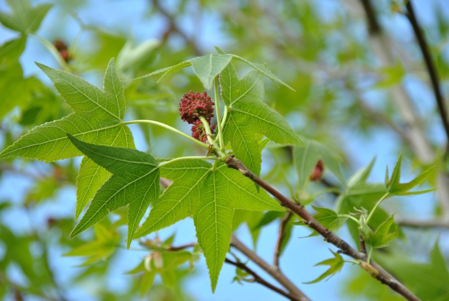 Sweet Gum Tree (ликвидамбар стирацифлюа)