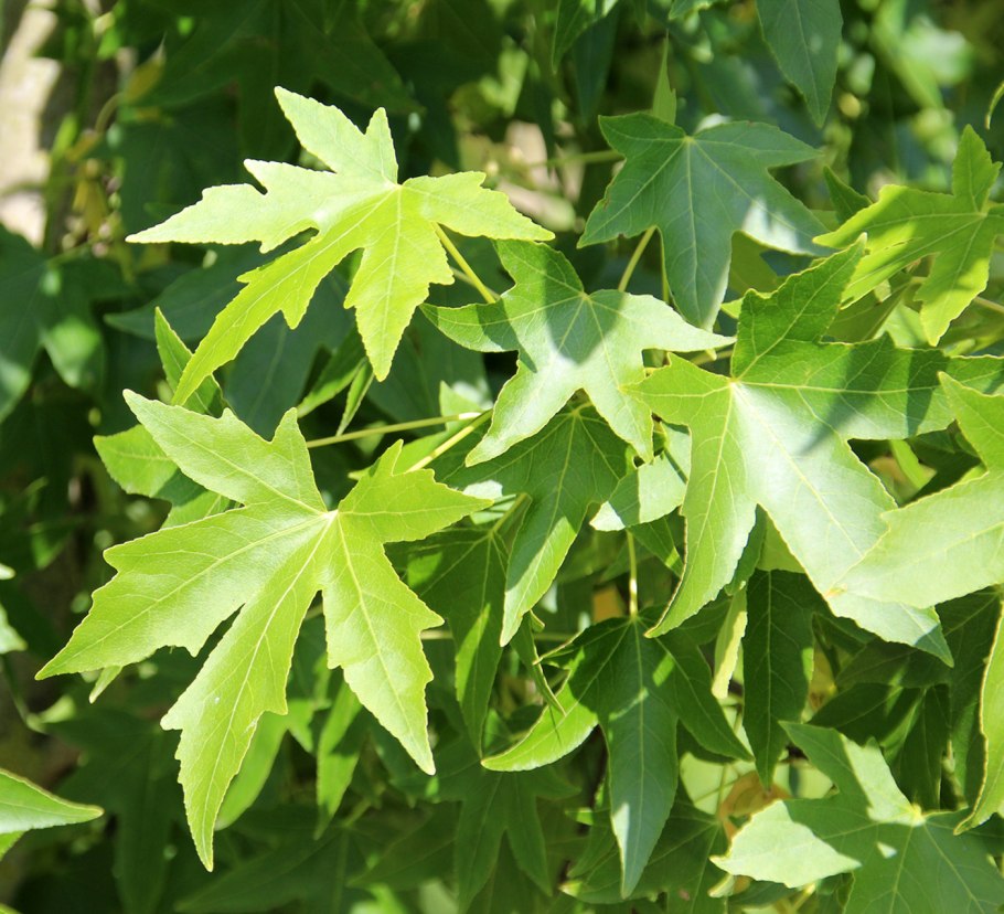 Ликвидамбар смолоносный