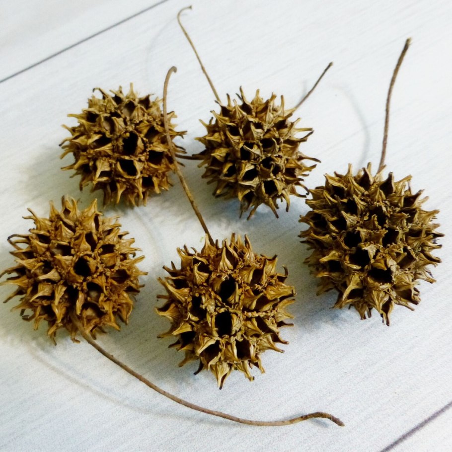 Ликвидамбар лист