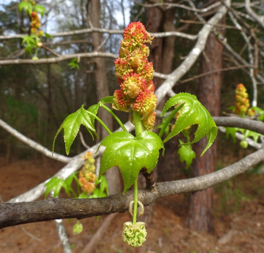 Ликвидамбр дерево