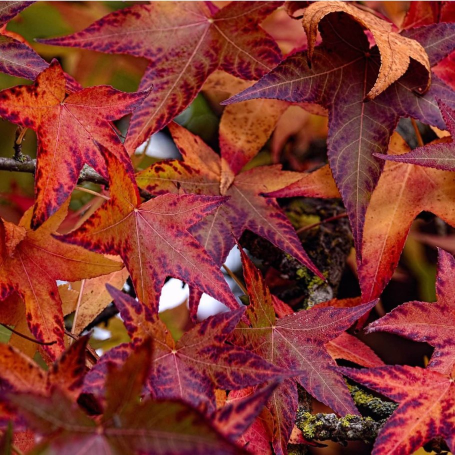 Дерево ликвидамбар Восточный