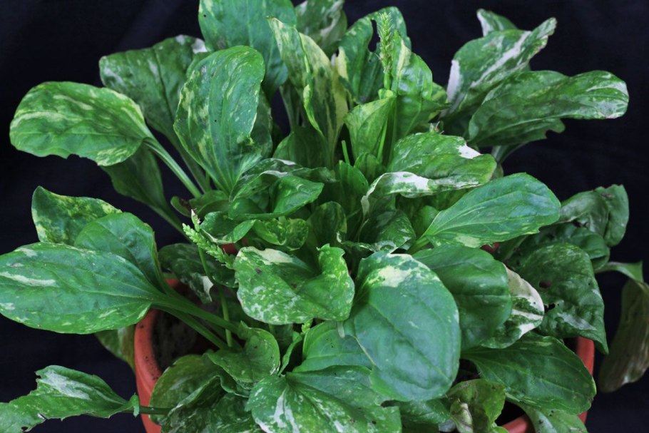 Plantago Major variegata