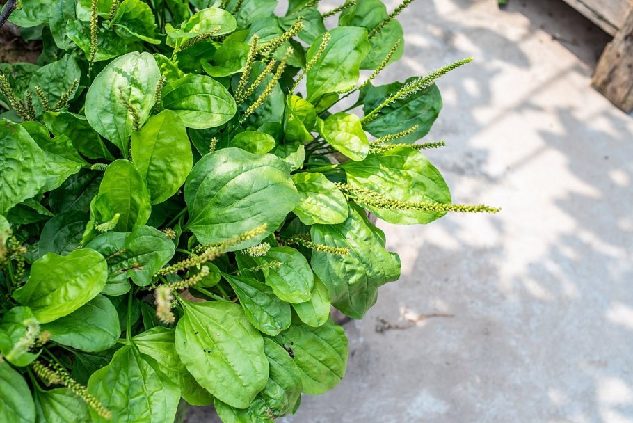 Подорожник декоративный фото