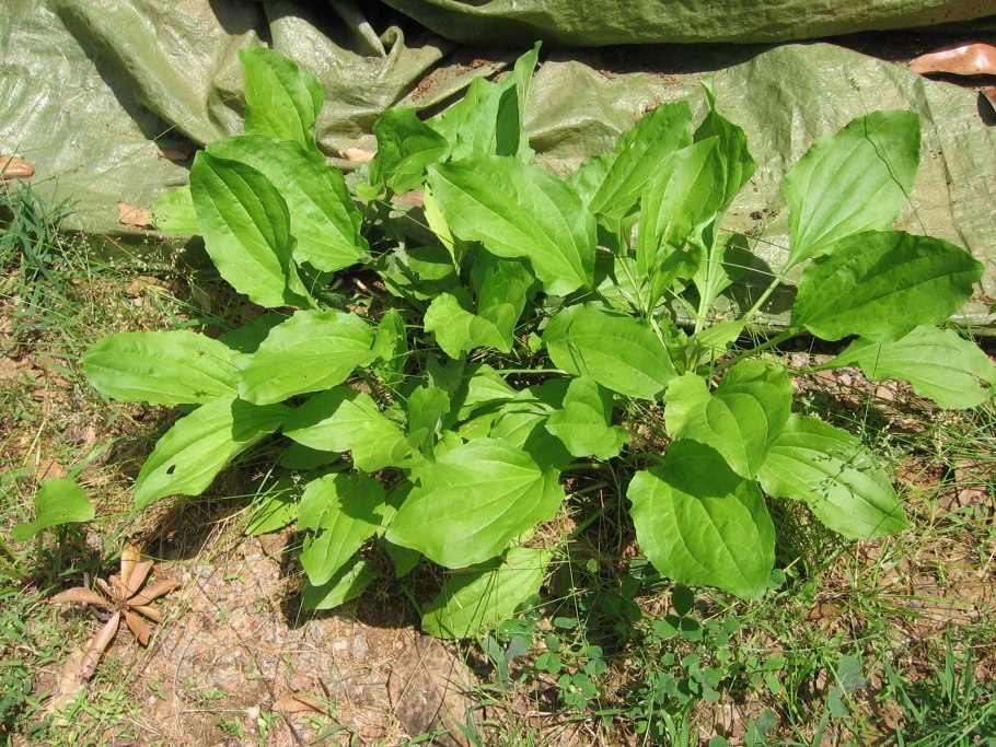 Подорожник большой