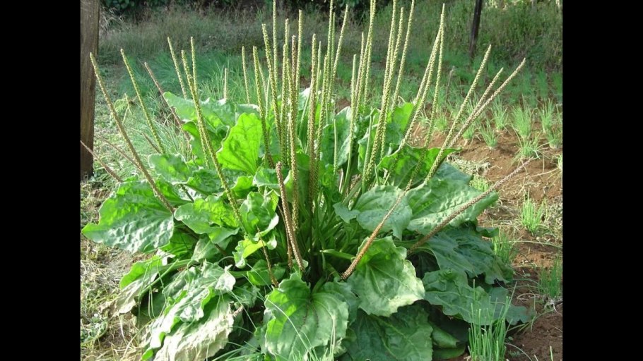 Plantain Plant