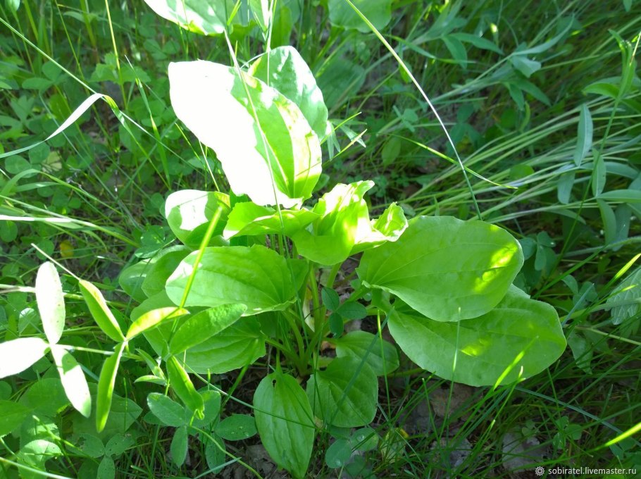 Растение похожее на хосту