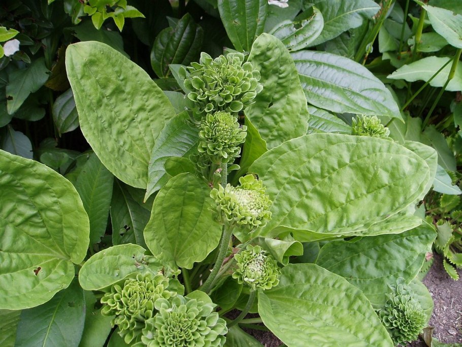 Подорожник Пурпуреа