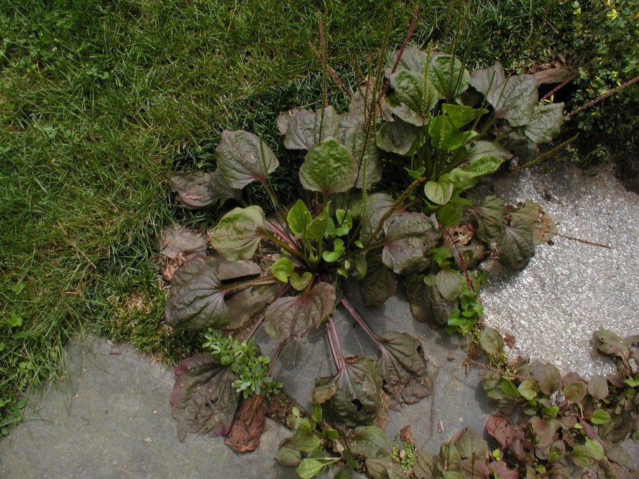 Подорожник большой Purple Perversion