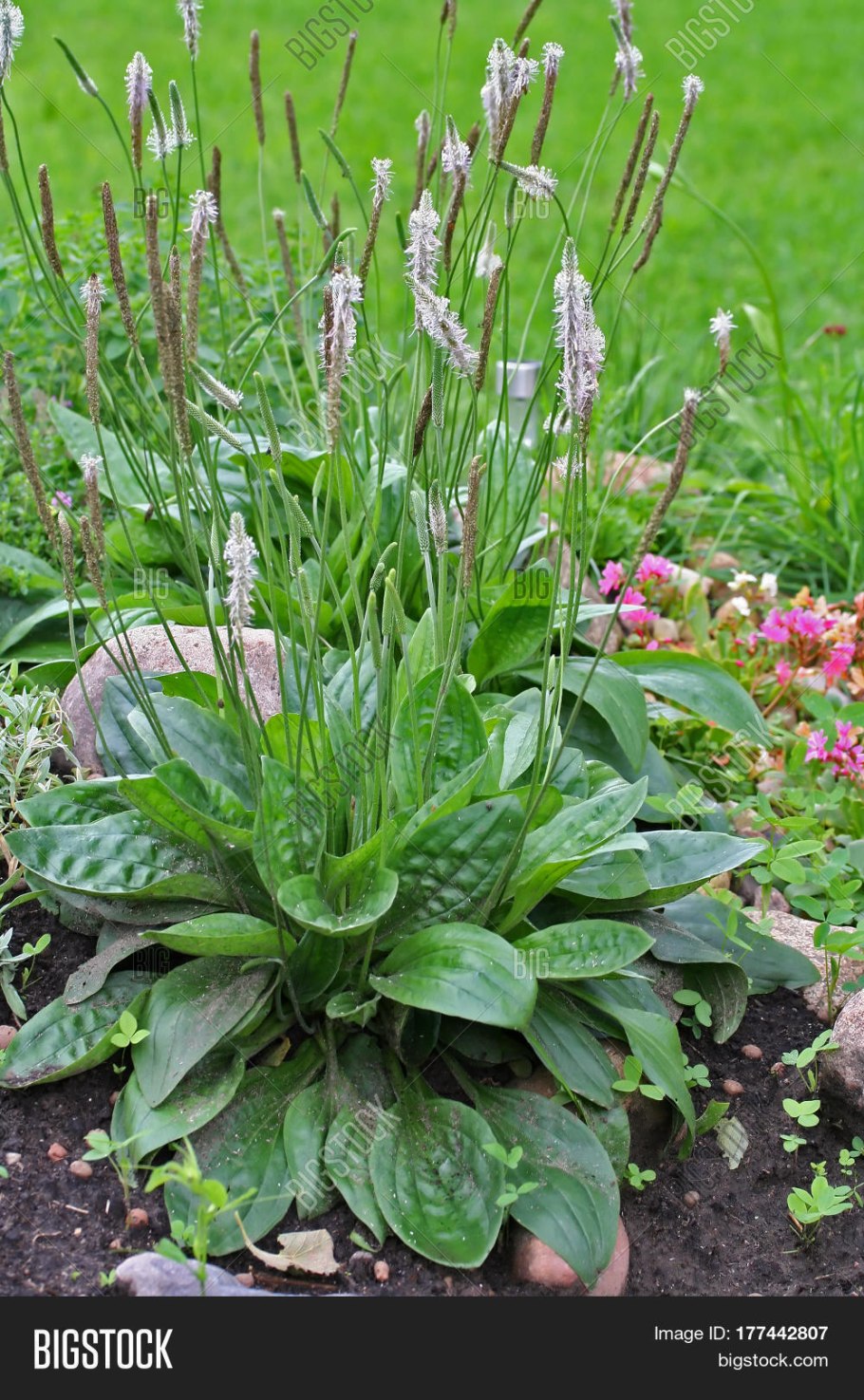 Сорта декоративного подорожник в садах