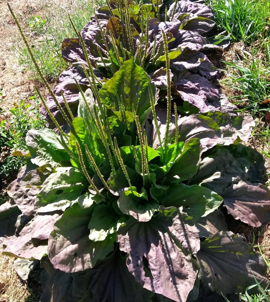 Подорожник большой