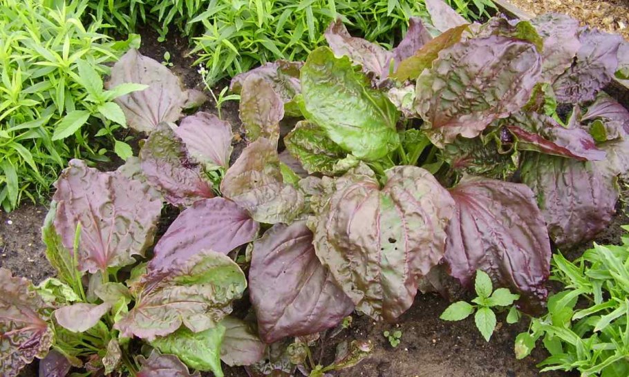 Подорожник Рубра