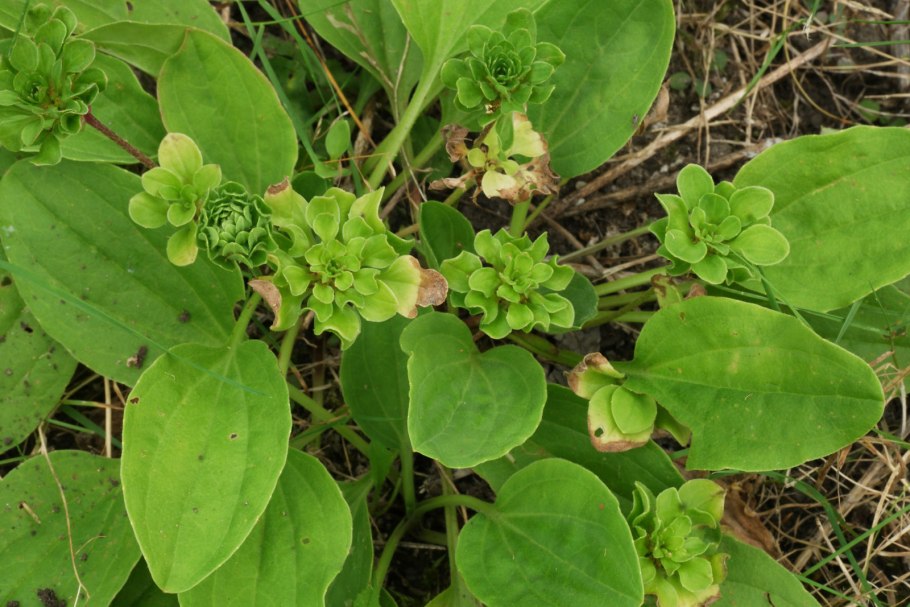 Подорожник ланцетолистный, ланцетовидный.