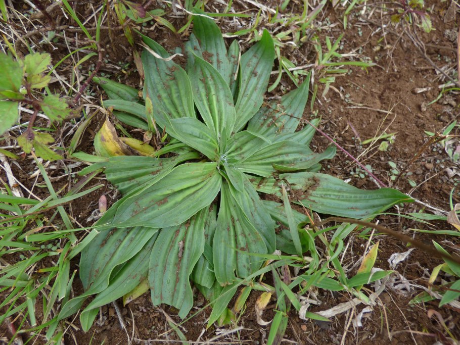 Подорожник крупный розулярис Plantago Major rosularis