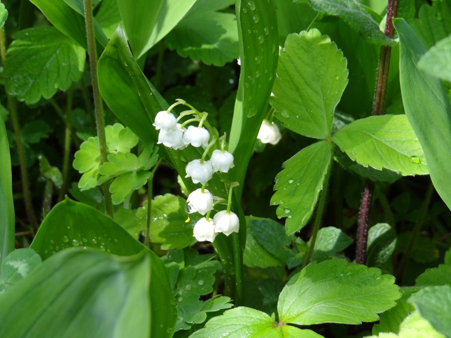 Фриллс подорожник