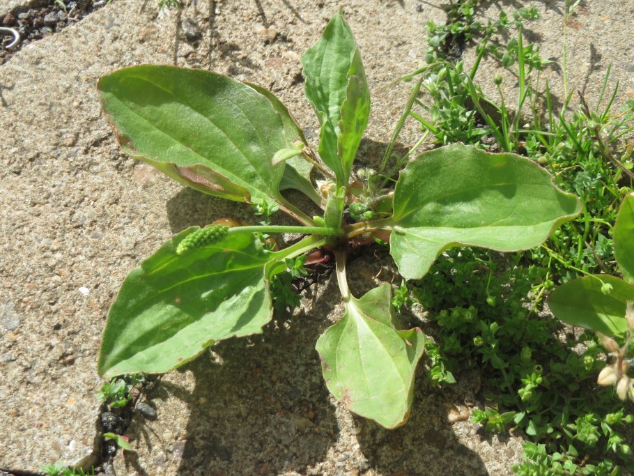 Как нарисовать подорожник