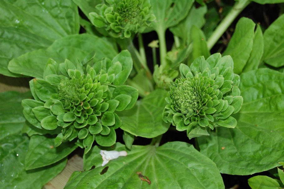 Подорожник краснолистный