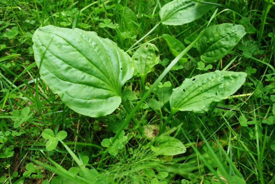 70. Подорожник краснолистный – Plantago Major «rubrifolia».