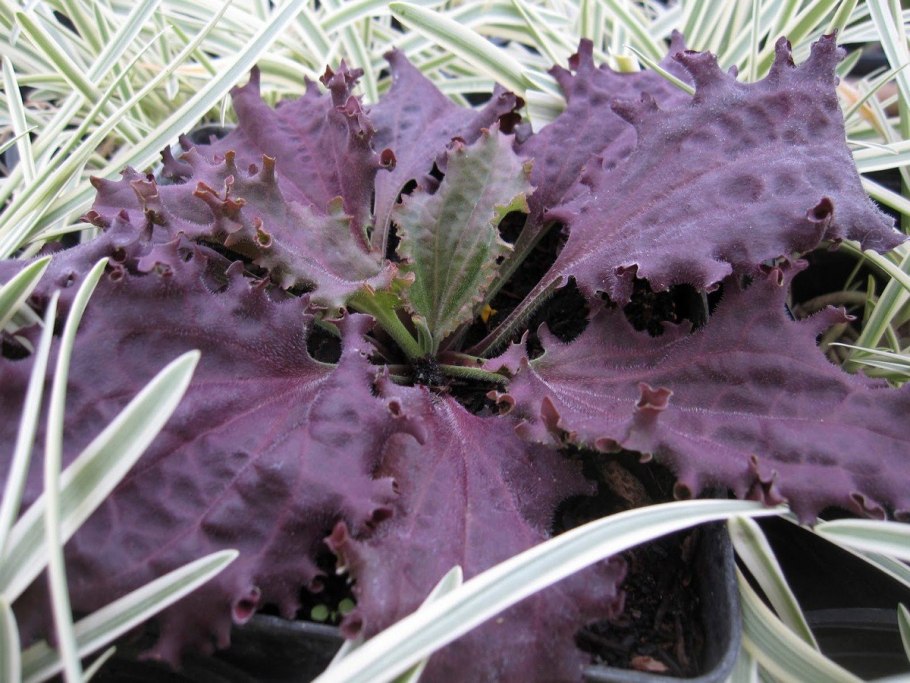 Подорожник большой Purple Perversion