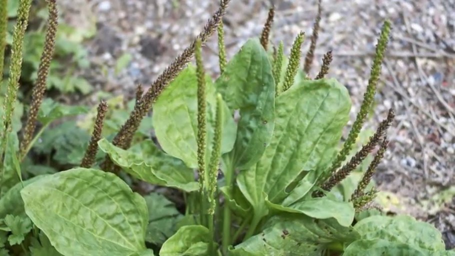 Подорожник большой variegata