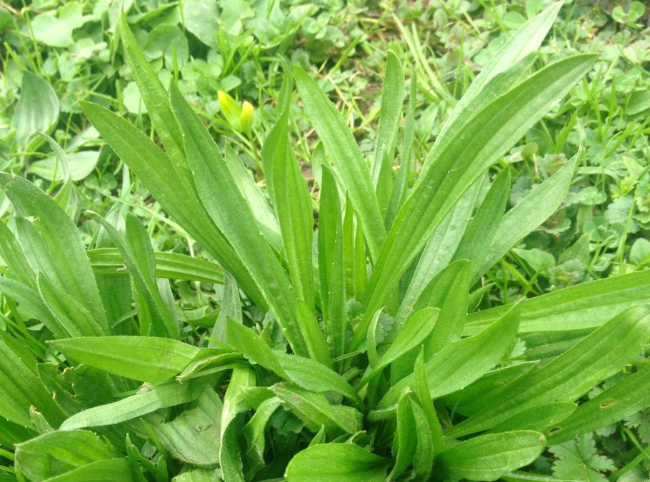 Хоста вулкан