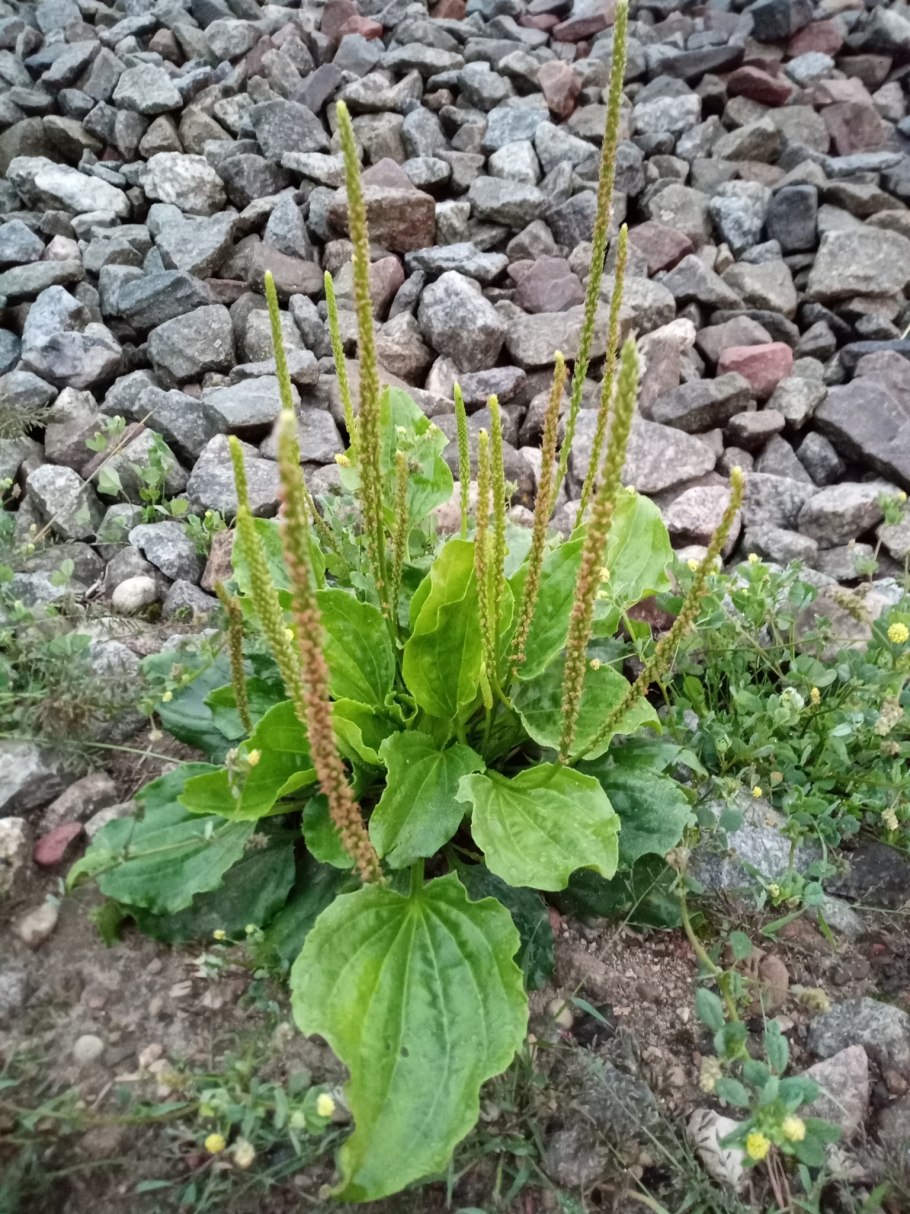 Plantago major