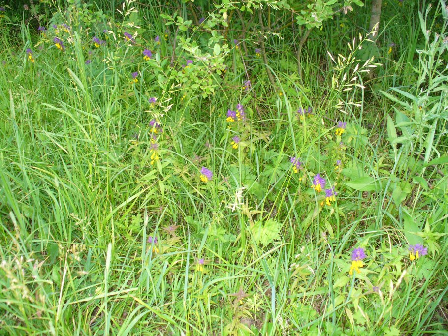 Травянистые растения леса Подмосковья