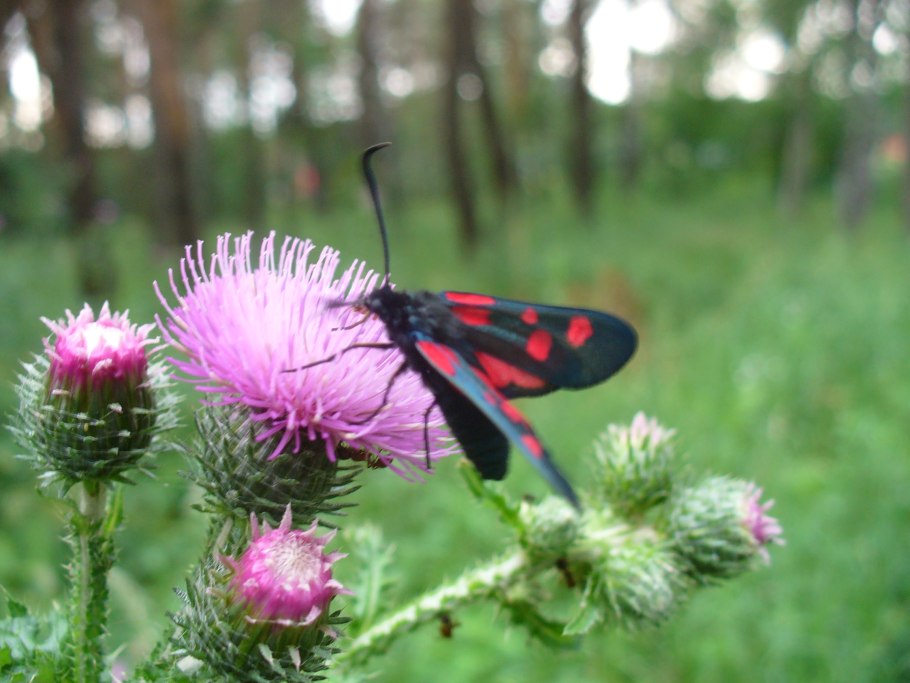 Дикие цветы Подмосковья