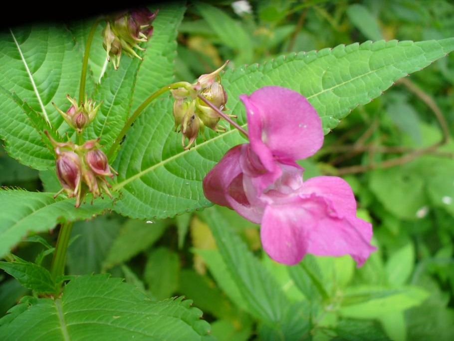 Недотрога железистая