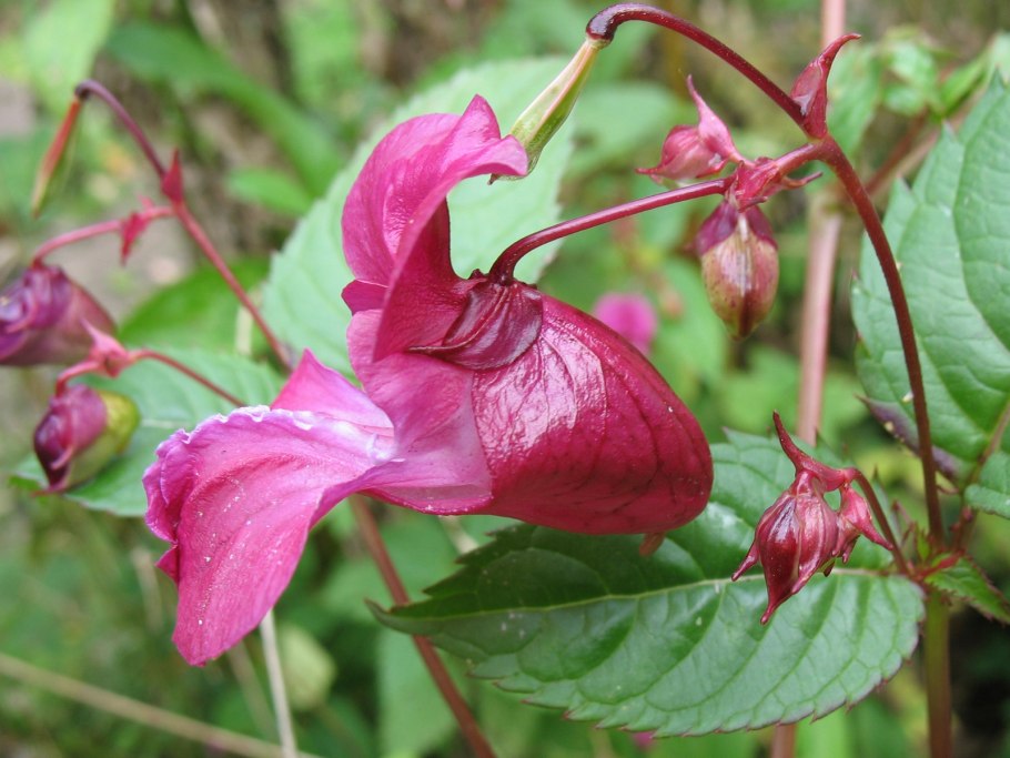 Растения Москвы