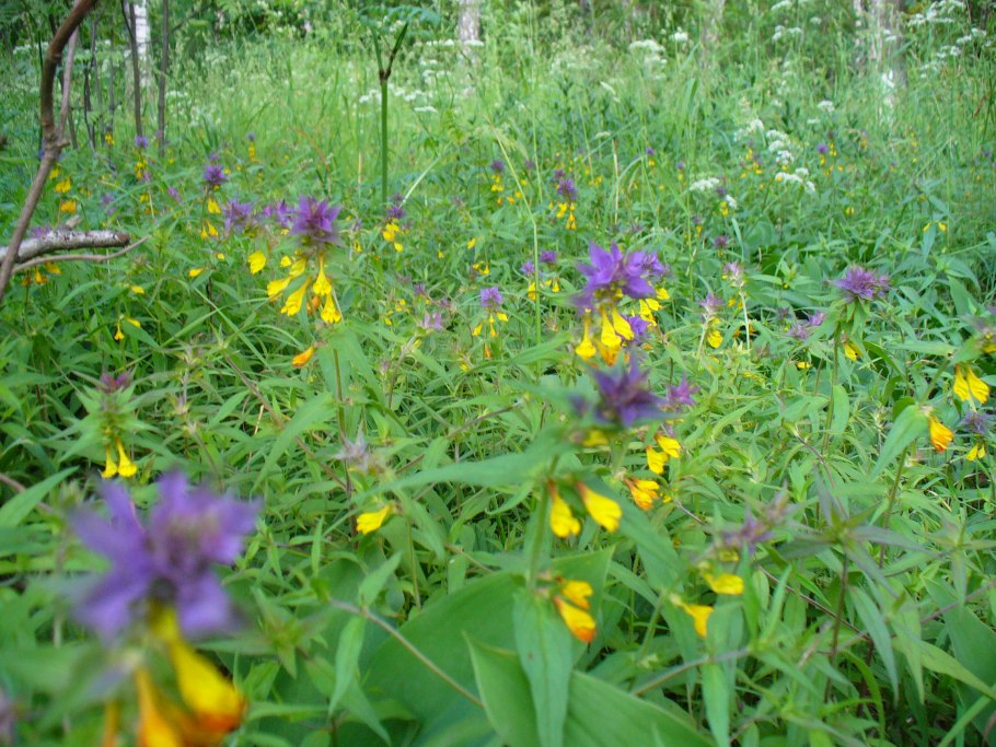 Душица, Вероника, прострел, Клевер, Марьянник, хохлатка, Медуница