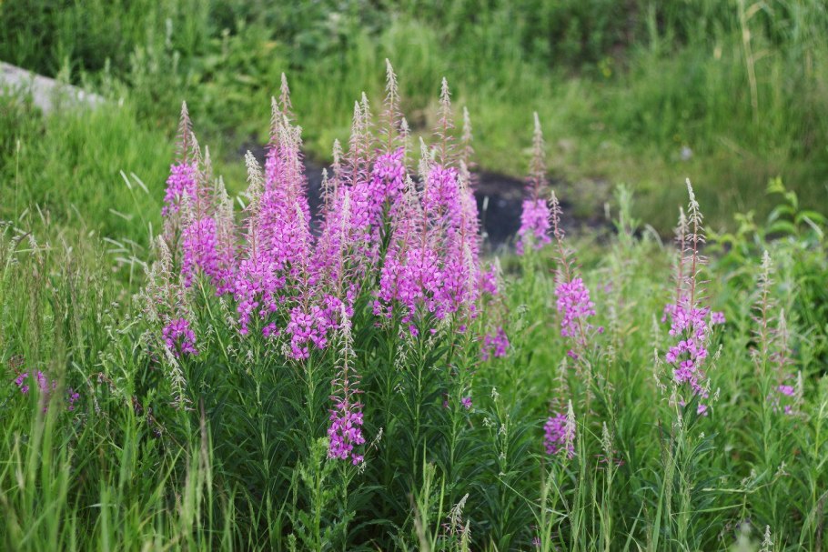 Кипрей узколистный Иван-чай