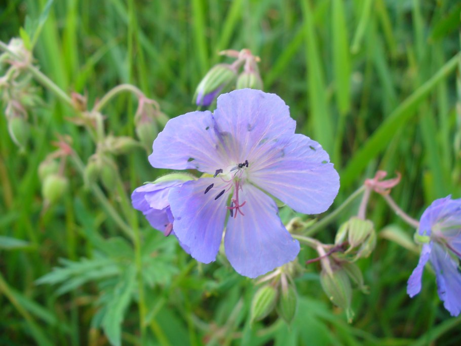 Полевые и луговые цветы Подмосковья