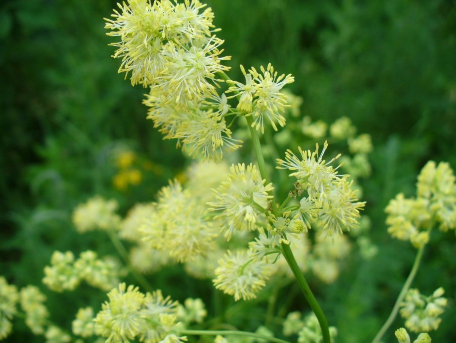 Василистник Луговой