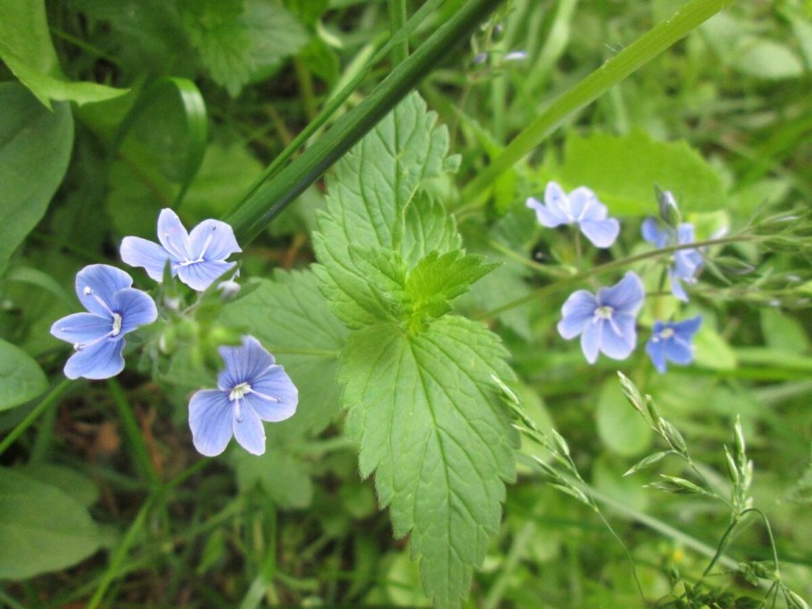 Лесные цветы Подмосковья